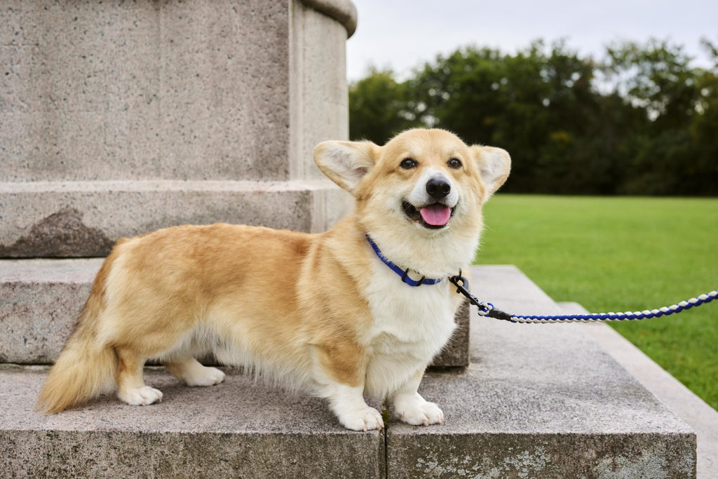 Corgi dog on a leash standing on stone steps with green grass and trees in the background