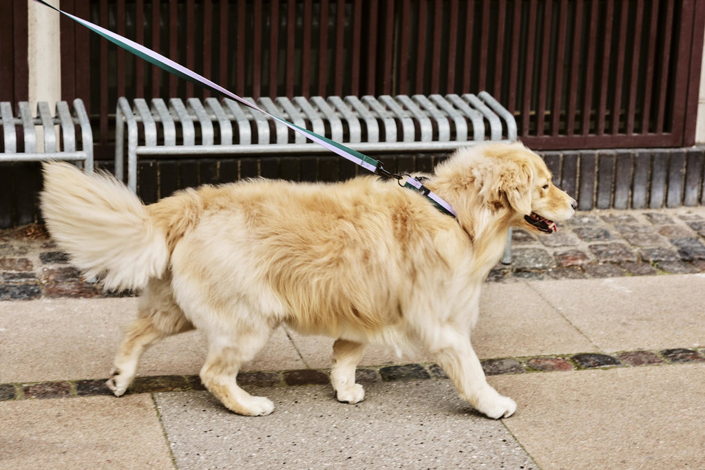 Dog on a leash walking on a sidewalk with benches in the background