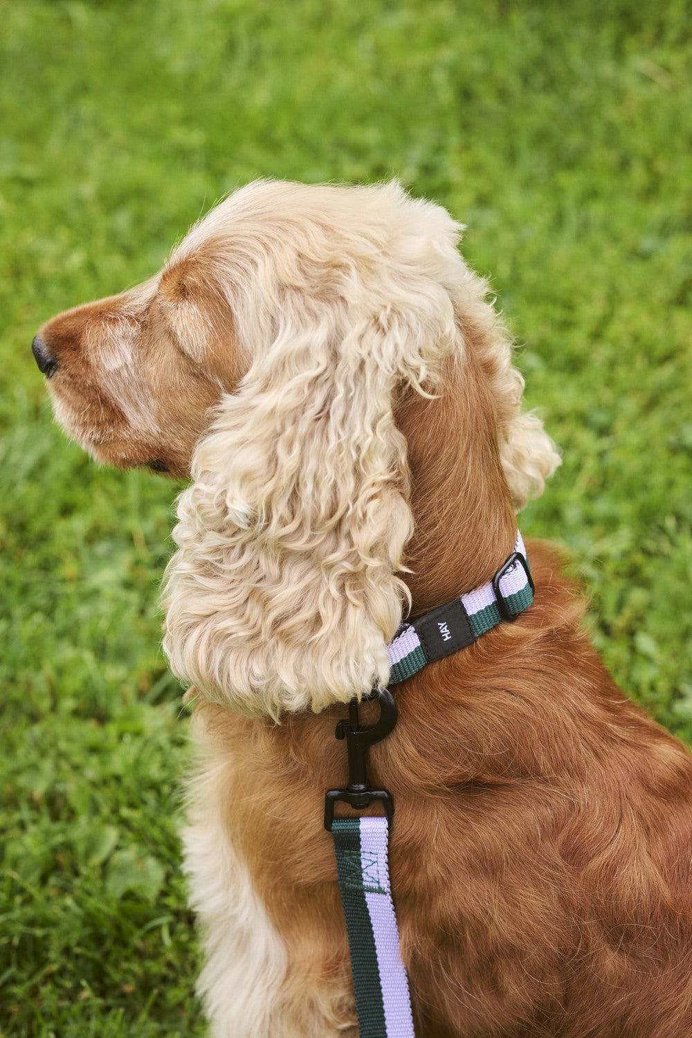 Dog with a collar and leash on a grassy background