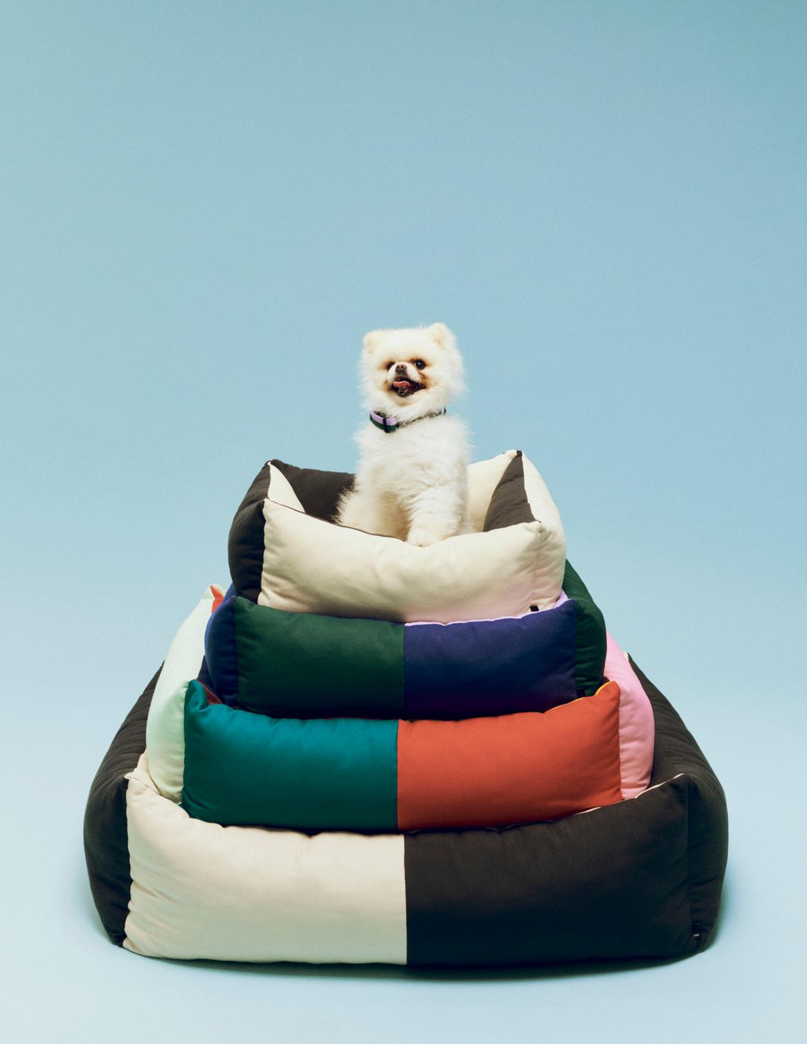 Dog sitting on a colorful patchwork pet bed against a light blue background
