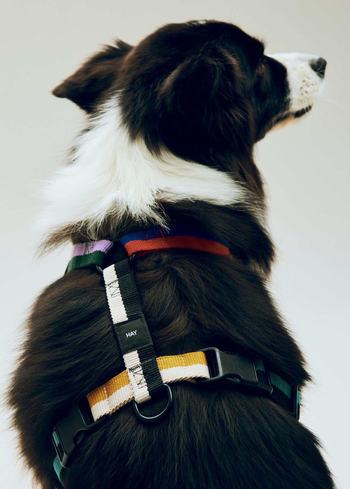 Dog wearing a harness on a plain background