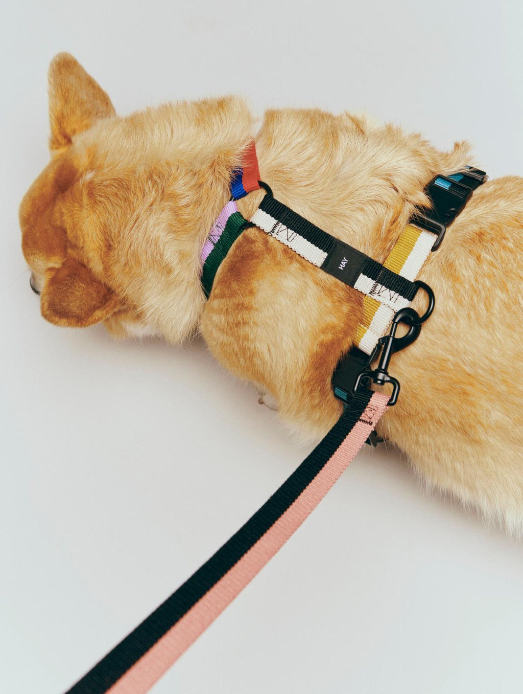 Dog wearing a colorful harness and leash on a white background
