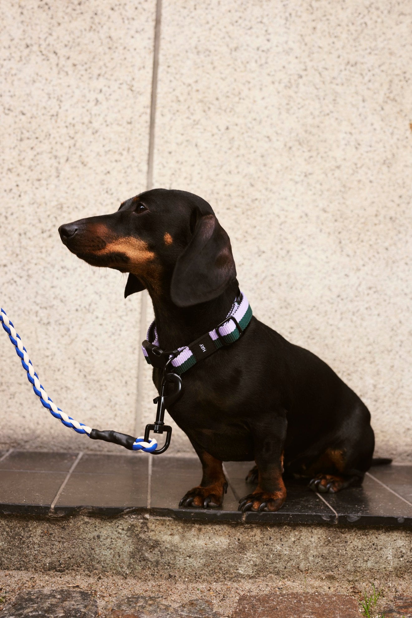 Black dachshund on a leash sitting on a stone step against a textured wall.