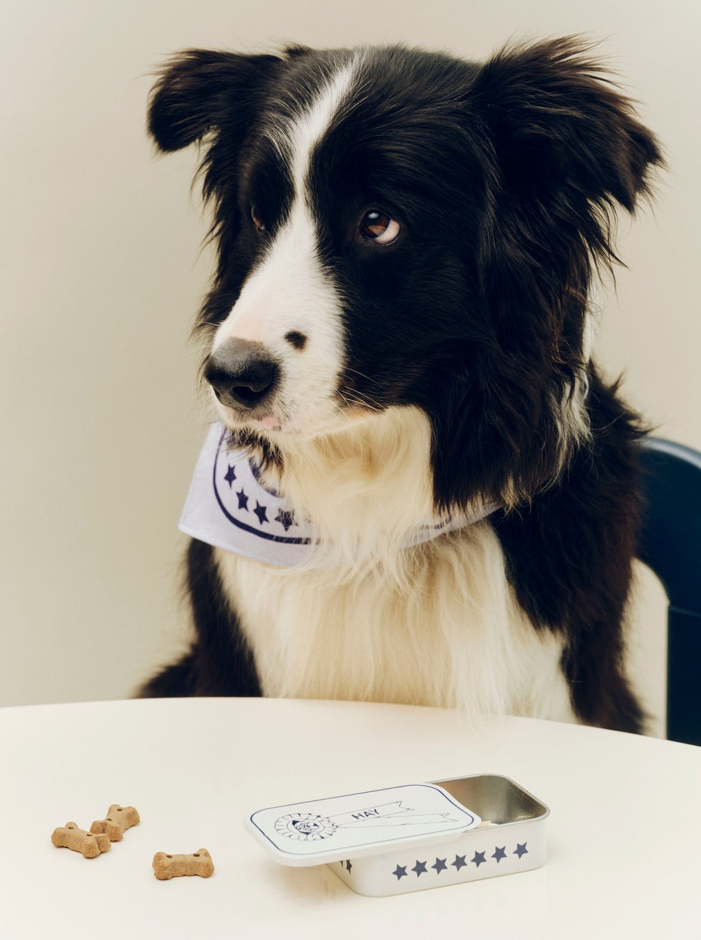 Border Collie with a HAY Dog Treat Tin in Blue on a white background. Available at mooch-y