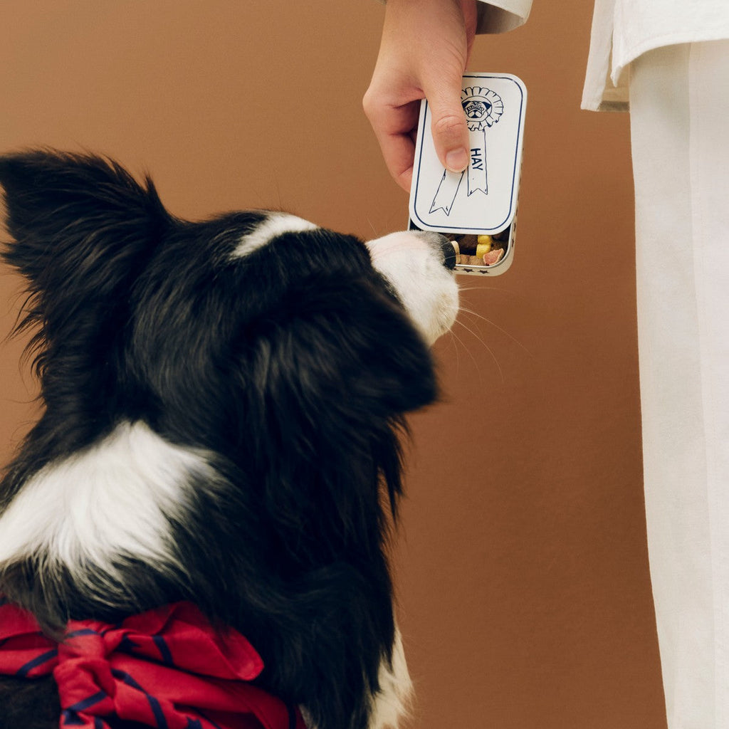 Border Collie with a HAY Dog Treat Tin in Blue on a white background. Available at mooch-y
