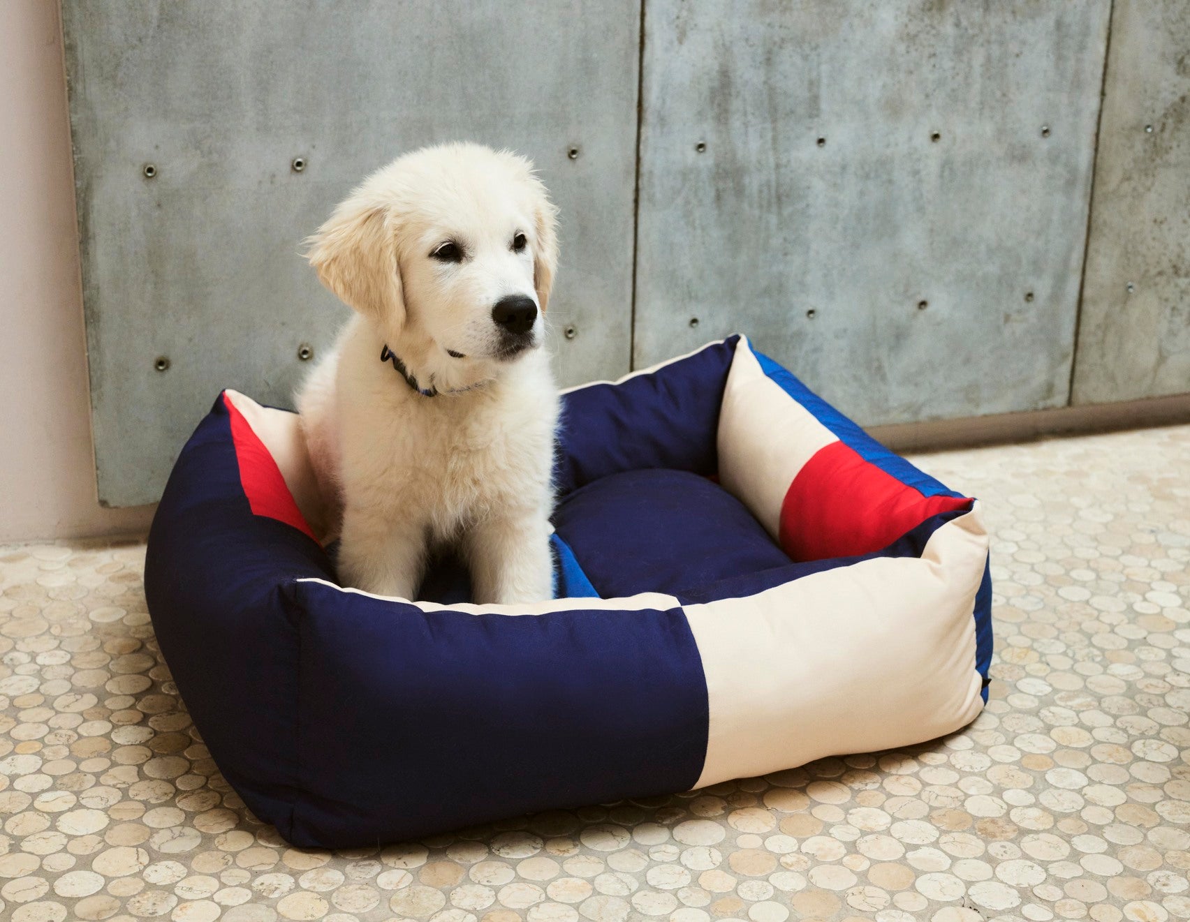 Puppy sitting on a colorful pet bed with a concrete wall background